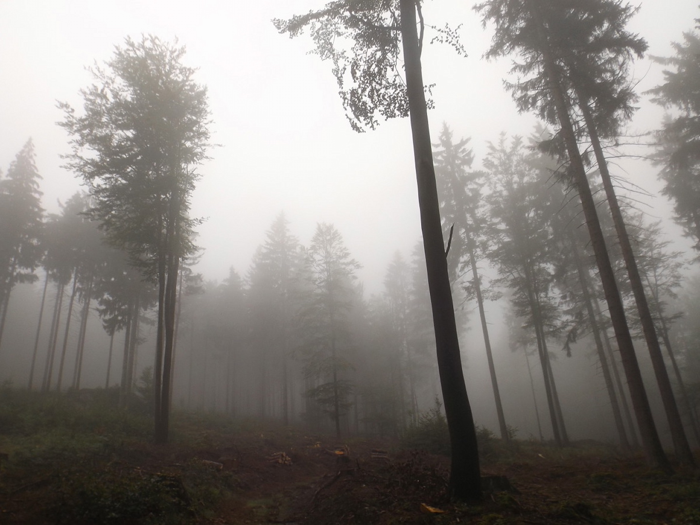 Nebelstimmung im Wald
